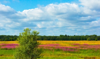 Picture of FARMLAND AND FLOWER FIELDS-ESTONIA