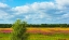 Picture of FARMLAND AND FLOWER FIELDS-ESTONIA