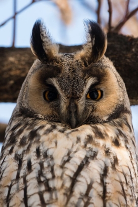 Picture of LONG-EARED OWL-ASIO OTUS-KIKINDA-SERBIA