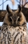 Picture of LONG-EARED OWL-ASIO OTUS-KIKINDA-SERBIA