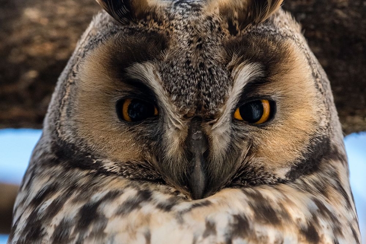 Picture of LONG-EARED OWL-ASIO OTUS-KIKINDA-SERBIA