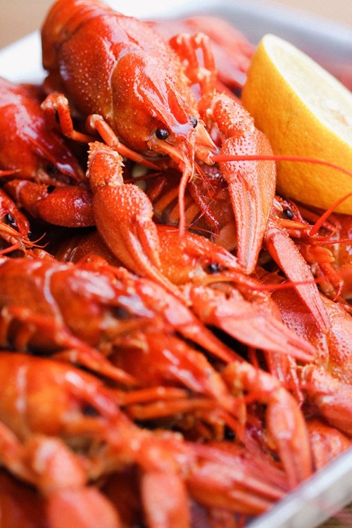 Picture of CRAYFISH CLOSE-UP