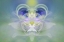 Picture of STAR OF BETHLEHEM