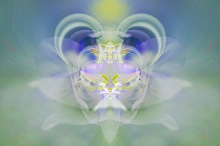 Picture of STAR OF BETHLEHEM