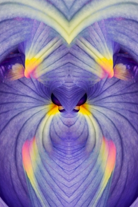 Picture of ABSTRACT IRIS FLOWERS
