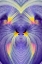 Picture of ABSTRACT IRIS FLOWERS