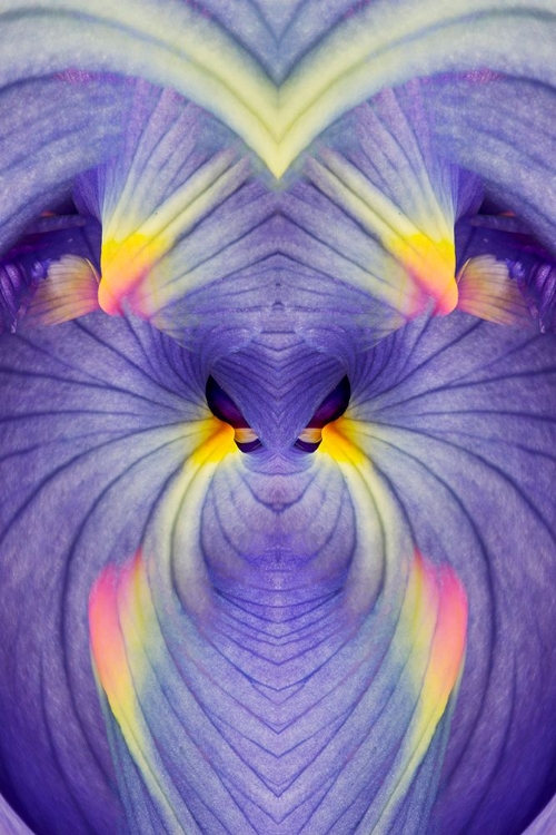 Picture of ABSTRACT IRIS FLOWERS