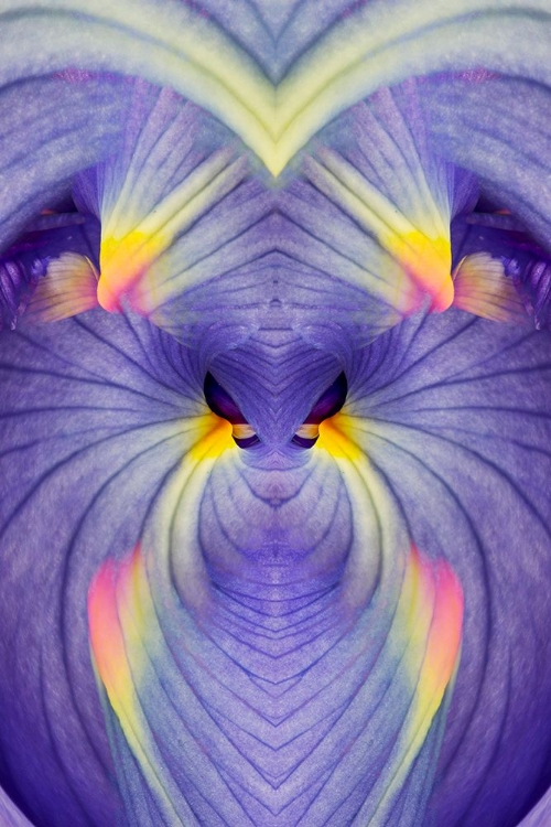 Picture of ABSTRACT IRIS FLOWERS