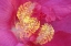 Picture of HIBISCUS FLOWER