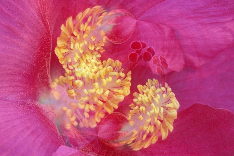 Picture of HIBISCUS FLOWER