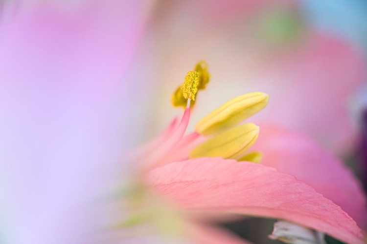 Picture of PINK LILY FLOWER