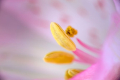 Picture of PINK LILY FLOWER