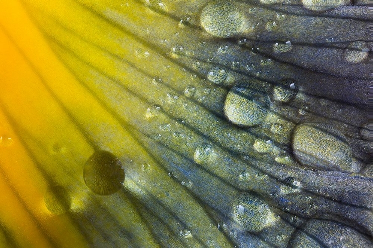 Picture of IRIS PETAL WITH RAINDROPS
