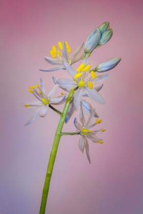 Picture of WILD HYACINTH OR ATLANTIC CAMAS