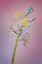 Picture of WILD HYACINTH OR ATLANTIC CAMAS