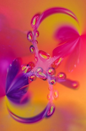 Picture of CLOSE-UP OF FLOWER REFLECTED IN WATERDROP