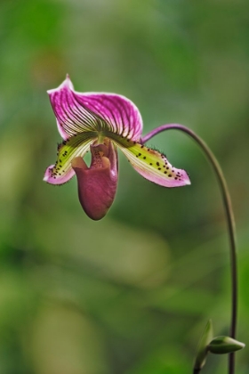 Picture of LADY SLIPPER ORCHID