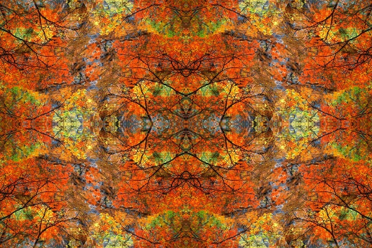 Picture of AUTUMN TREE ABSTRACT