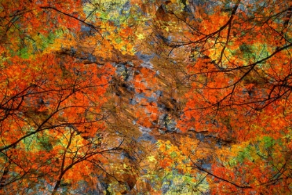 Picture of AUTUMN TREE ABSTRACT