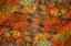 Picture of AUTUMN TREE ABSTRACT
