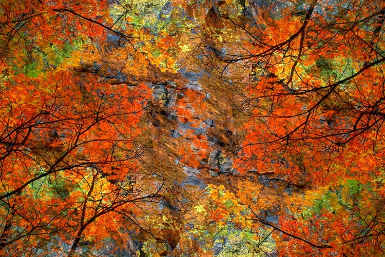 Picture of AUTUMN TREE ABSTRACT