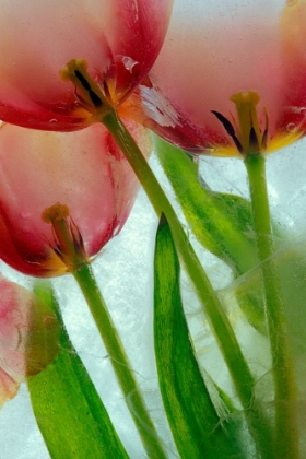 Picture of TULIPS IN ICE