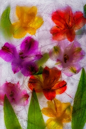 Picture of ALSTROEMERIA FLOWERS IN ICE