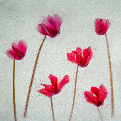 Picture of CYCLAMEN FLOWERS IN ICE
