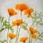 Picture of CALIFORNIA POPPIES IN ICE