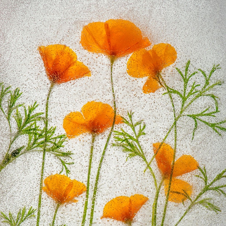 Picture of CALIFORNIA POPPIES IN ICE