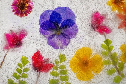 Picture of MIXED FLOWERS IN ICE