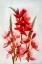 Picture of KAFFIR LILIES IN ICE