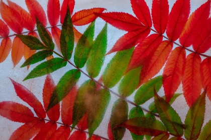 Picture of RED AND GREEN LEAVES IN ICE