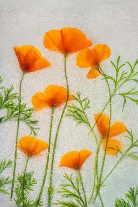 Picture of CALIFORNIA POPPIES IN ICE