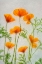 Picture of CALIFORNIA POPPIES IN ICE