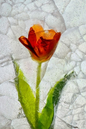 Picture of TULIP IN ICE