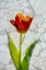 Picture of TULIP IN ICE