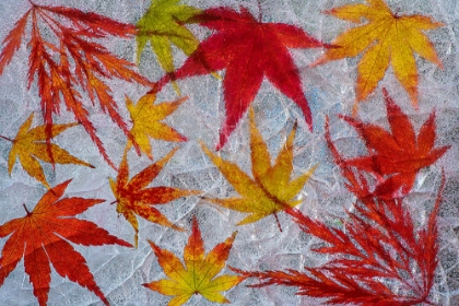 Picture of FALL MAPLE LEAVES IN ICE
