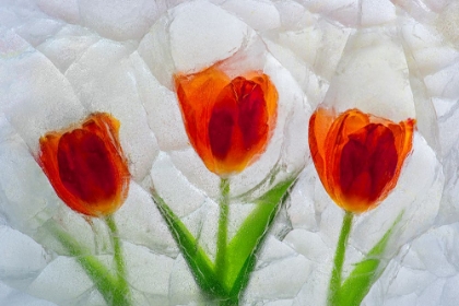 Picture of TULIP IN ICE