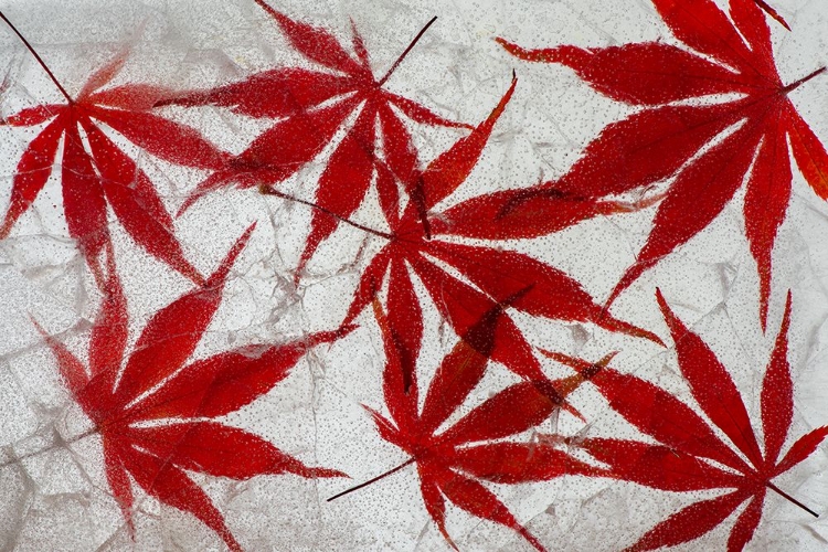 Picture of FALL MAPLE LEAVES IN ICE