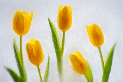Picture of TULIPS IN ICE
