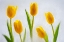 Picture of TULIPS IN ICE