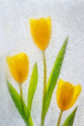 Picture of TULIPS IN ICE