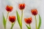 Picture of TULIP IN ICE
