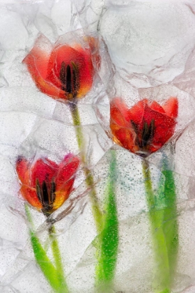 Picture of TULIPS IN ICE