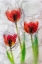 Picture of TULIPS IN ICE