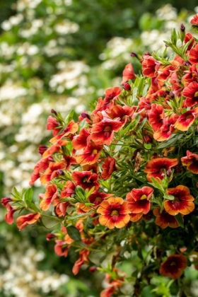 Picture of HANGING PLANTERS OF CALIBRACHOA-OR MILLION BELLS OR TRAILING PETUNIA-THEY ARE HERBACEOUS PLANTS WIT