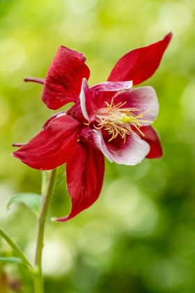 Picture of ROCKY MOUNTAIN COLUMBINE IN BLOOM