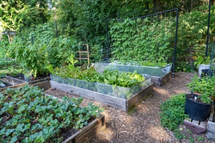 Picture of RAISED GARDEN BEDS IN A COMMUNITY GARDEN CONTAINING STRAWBERRIES-CHIOGGIA BEETS-LETTUCE AND POLE BE