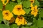 Picture of NASTURTIUMS GROWING IN AND AROUND A PLANT CAGE